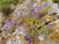 Campanula drabifolia